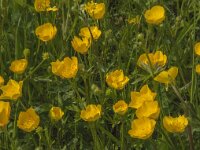 Ranunculus bulbosus 27, Knolboterbloem, Saxifraga-Jan van der Straaten