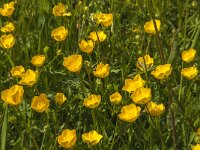 Ranunculus bulbosus 28, Knolboterbloem, Saxifraga-Jan van der Straaten