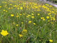 Ranunculus bulbosus 38, Knolboterbloem, Saxifraga-Hans Grotenhuis