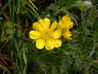 Ranunculus bulbosus 5, Knolboterbloem, Saxifraga-Peter Meininger