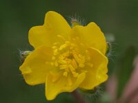 Ranunculus bulbosus ssp bulbosus 6, Knolboterbloem, Saxifraga-Marijke Verhagen