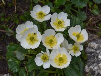 Ranunculus crenatus 6, Saxifraga-Harry Jans  Ranunculus crenatus