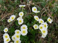 Ranunculus crenatus 8, Saxifraga-Rutger Barendse