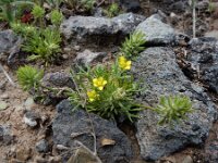 Ranunculus falcatus