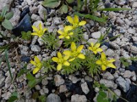 Ranunculus falcatus 2, Saxifraga-Ed Stikvoort : Jerevan - Garni A900