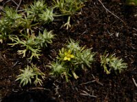 Ranunculus falcatus 3, Saxifraga-Ed Stikvoort : Jerevan - Garni A900
