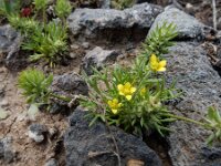 Ranunculus falcatus 4, Saxifraga-Ed Stikvoort : Jerevan - Garni s9900