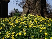 Ranunculus ficaria 19, Speenkruid, Saxifraga-Hans Dekker