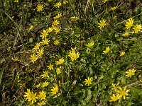Ranunculus ficaria 21, Speenkruid, Saxifraga-Jan van der Straaten