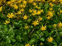 Ranunculus ficaria 34, Speenkruid, Saxifraga-Ed Stikvoort