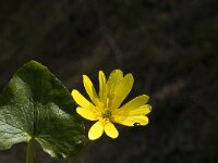 Ranunculus ficaria ssp ficariiformis 1, Saxifraga-Jan van der Straaten