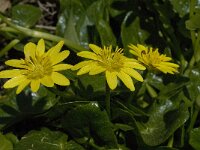 Ranunculus ficaria ssp ficariiformis 10, Saxifraga-Willem van Kruijsbergen