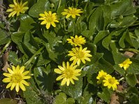 Ranunculus ficaria ssp ficariiformis 5, Saxifraga-Jan van der Straaten