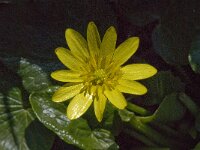 Ranunculus ficaria ssp ficariiformis 9, Saxifraga-Willem van Kruijsbergen