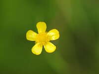 Ranunculus flammula 11, Egelboterbloem, Saxifraga-Rudmer Zwerver
