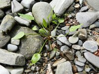 Ranunculus flammula 25, Egelboterbloem, Saxifraga-Rutger Barendse