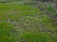 Ranunculus flammula 33, Egelboterbloem, Saxifraga-Ed Stikvoort