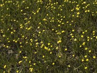 Ranunculus flammula 4, Egelboterbloem, Saxifraga-Jan van der Straaten