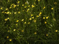 Ranunculus flammula 49, Egelboterbloem, Saxifraga-Jan van der Straaten