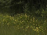 Ranunculus flammula 5, Egelboterbloem, Saxifraga-Marijke Verhagen
