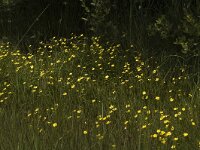 Ranunculus flammula 7, Egelboterbloem, Saxifraga-Marijke Verhagen
