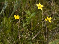 Ranunculus flammula 8, Egelboterbloem, Saxifraga-Willem van Kruijsbergen