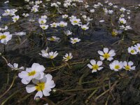 Ranunculus fluitans 11, Vlottende waterranonkel, Saxifraga-Ed Stikvoort : jura2010