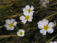 Ranunculus fluitans 12, Vlottende waterranonkel, Saxifraga-Ed Stikvoort : jura2010