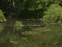 Ranunculus fluitans 6, Vlottende waterranonkel, Saxifraga-Willem van Kruijsbergen