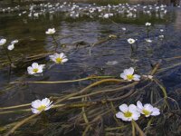 Ranunculus fluitans 8, Vlottende waterranonkel, Saxifraga-Ed Stikvoort : jura2010