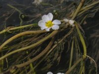 Ranunculus fluitans 9, Vlottende waterranonkel, Saxifraga-Ed Stikvoort : jura2010