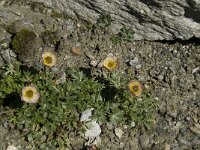 Ranunculus glacialis 12, Saxifraga-Willem van Kruijsbergen