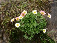 Ranunculus glacialis 20, Saxifraga-Dirk Hilbers