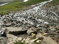 Ranunculus glacialis 23, Saxifraga-Harry Jans