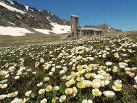 Ranunculus glacialis 29, Saxifraga-Harry Jans
