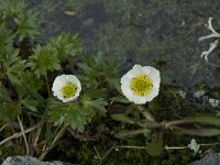 Ranunculus glacialis 3, Saxifraga-Willem van Kruijsbergen