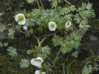 Ranunculus glacialis 5, Saxifraga-Willem van Kruijsbergen