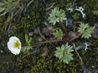 Ranunculus glacialis 7, Saxifraga-Willem van Kruijsbergen