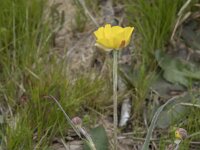 Ranunculus gramineus 14, Saxifraga-Willem van Kruijsbergen