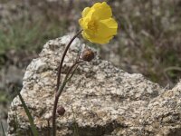 Ranunculus gramineus 15, Saxifraga-Willem van Kruijsbergen