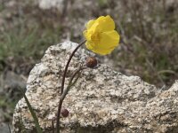 Ranunculus gramineus 16, Saxifraga-Willem van Kruijsbergen