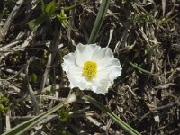 Ranunculus kuepferi 10, Saxifraga-Marijke Verhagen