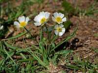 Ranunculus kuepferi 11, Saxifraga-Willem van Kruijsbergen