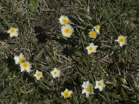 Ranunculus kuepferi 13, Saxifraga-Marijke Verhagen