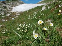 Ranunculus kuepferi 16, habitat, Saxifraga-Willem van Kruijsbergen