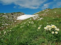 Ranunculus kuepferi 18, habitat, Saxifraga-Willem van Kruijsbergen