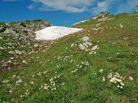 Ranunculus kuepferi 19, habitat, Saxifraga-Willem van Kruijsbergen