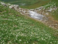 Ranunculus kuepferi 20, habitat, Saxifraga-Willem van Kruijsbergen