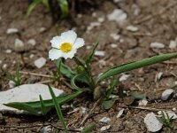 Ranunculus kuepferi 3, Saxifraga-Willem van Kruijsbergen
