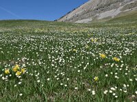 Ranunculus kuepferi 30, Saxifraga-Luuk Vermeer
